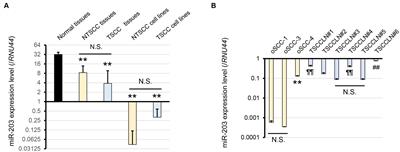 microRNA-203 inhibits migration and invasion of canine tonsillar squamous cell carcinoma cells by targeting SLUG